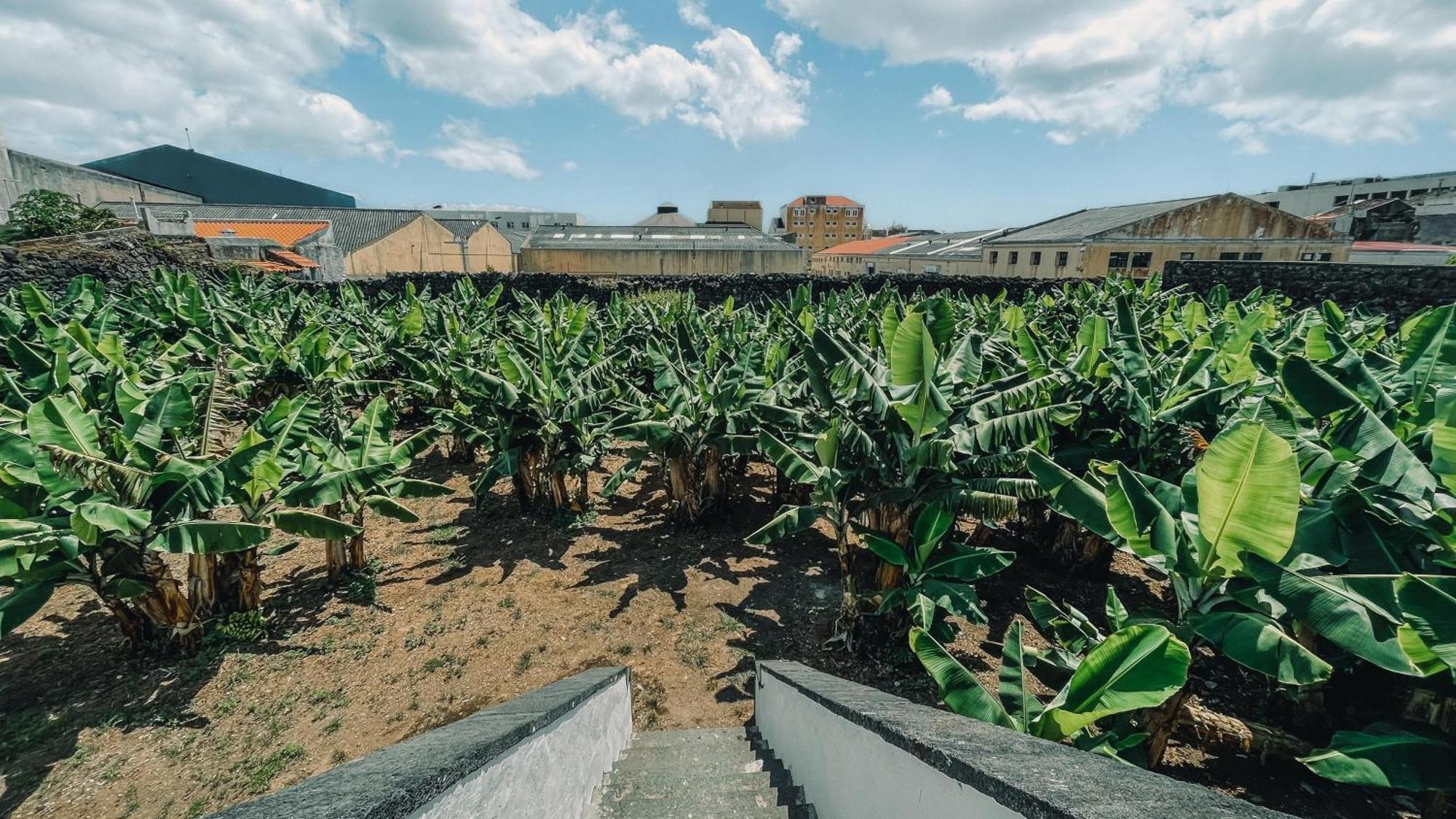 The Farm - Azores Boutique House Πόντα Ντελγκάντα Εξωτερικό φωτογραφία